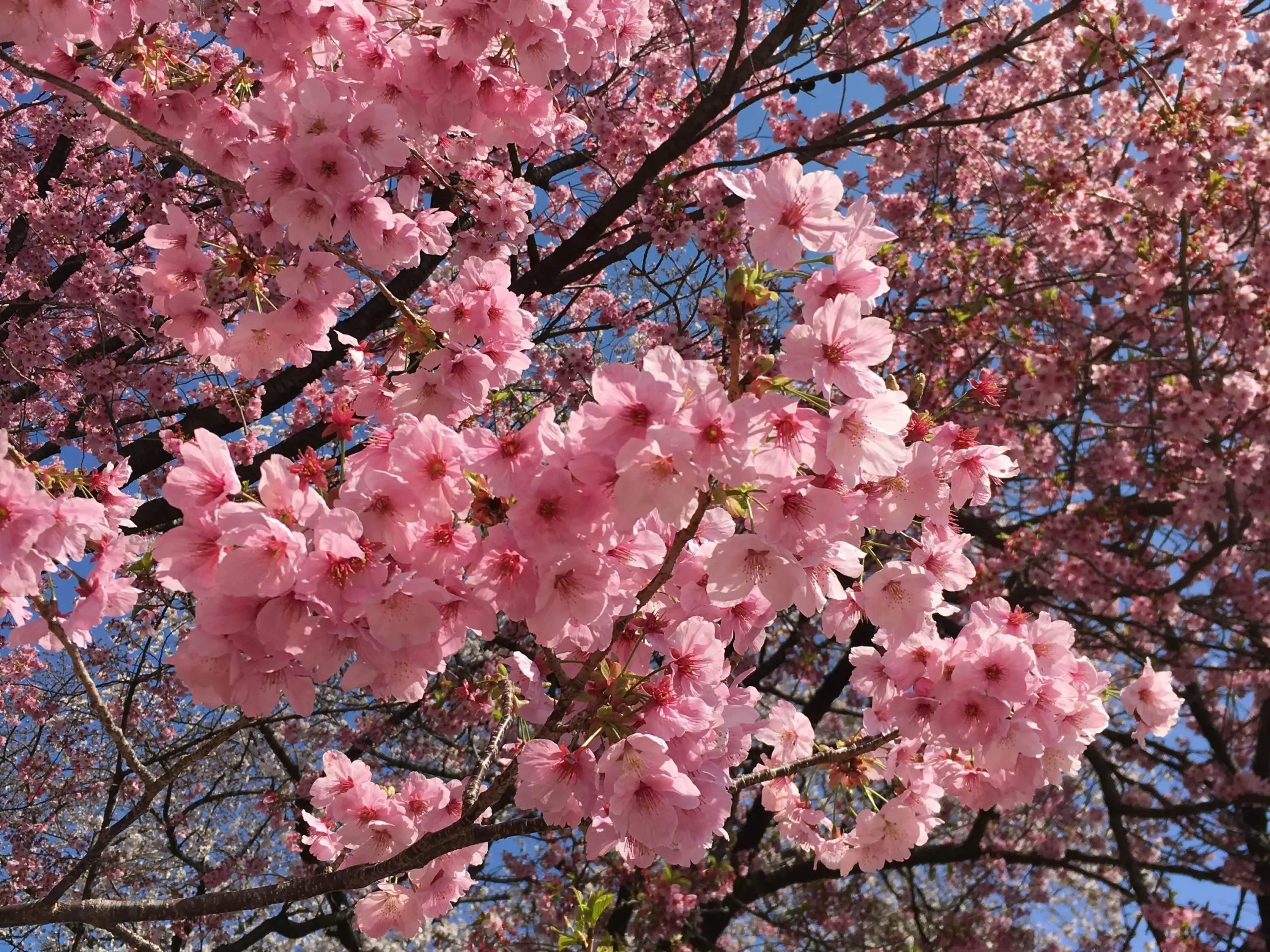 Cherry Blossoms in Tokyo