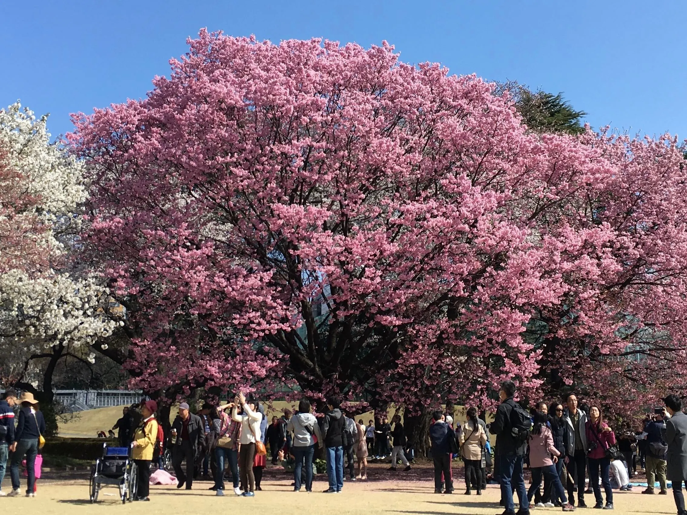Shinjuku Gyoen during cherry blossom season