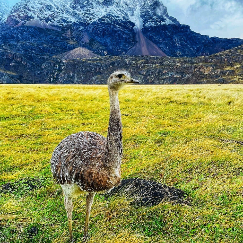 Nandu bird, on the verge of extinction in Chilean Patagonia but thanks to rewilding efforts, the numbers are increasing