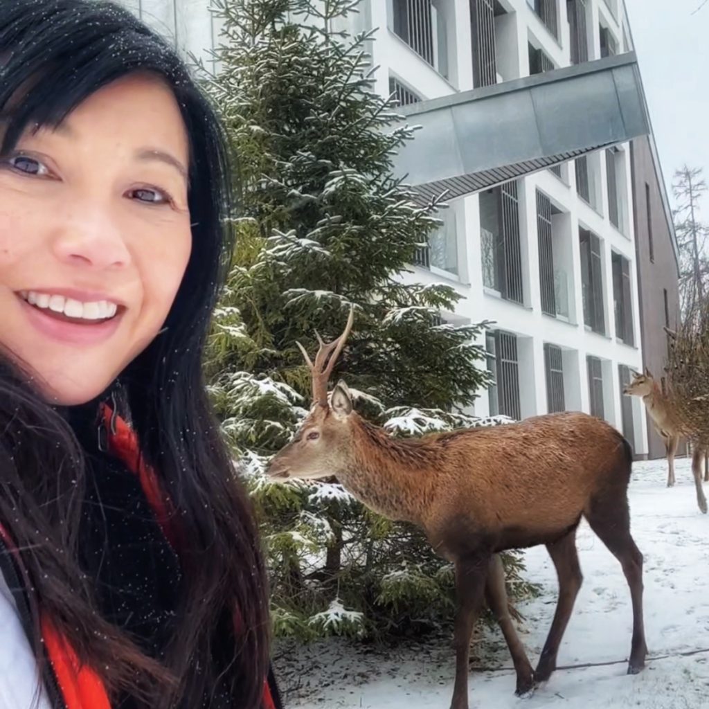 Wild deer in Tatranska Lomnica